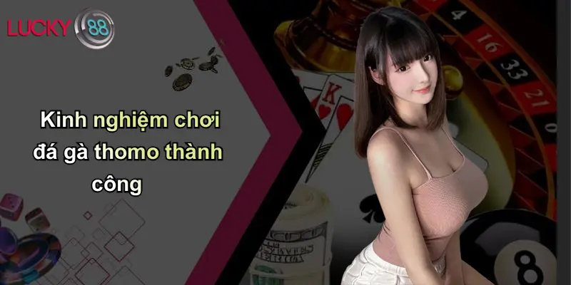 Đá Gà Thomo: Thế Giới Thượng Đẳng Và Cảnh Giác Khi Chơi Qua Lucky88 5 Kinh nghiệm chơi đá gà thomo thành công