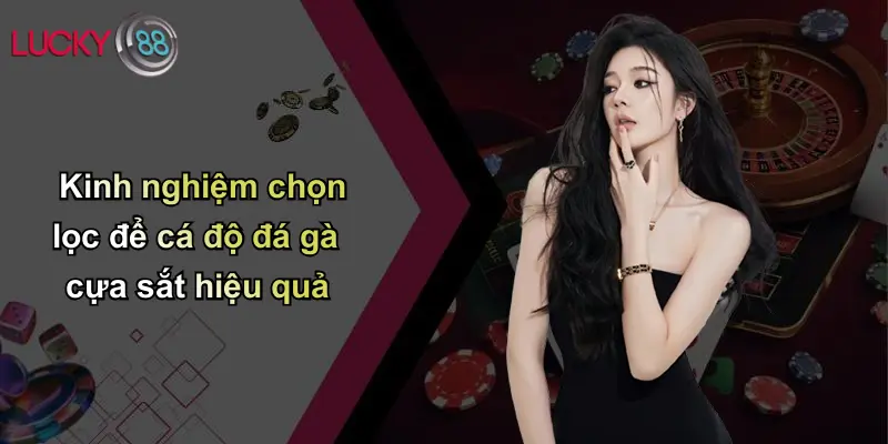 Đá Gà Cựa Sắt: Thế Giới Giải Trí Kịch Tính Cùng Lucky88 4 Kinh nghiệm chọn lọc để cá độ đá gà cựa sắt hiệu quả